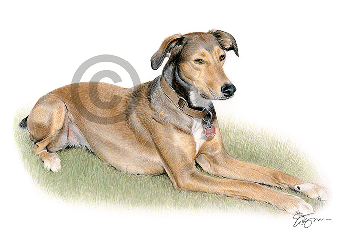 Pencil drawing commission of a brown dog