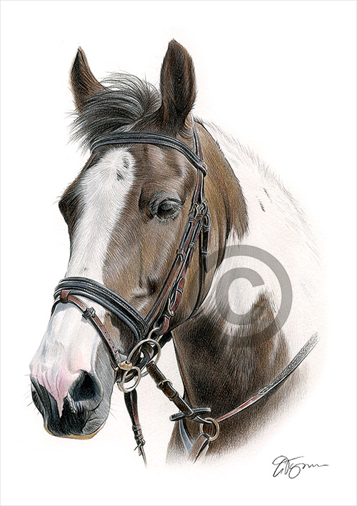 Pencil drawing commission of a brown horse