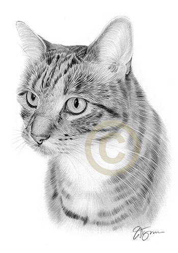 Pet portrait of a cat