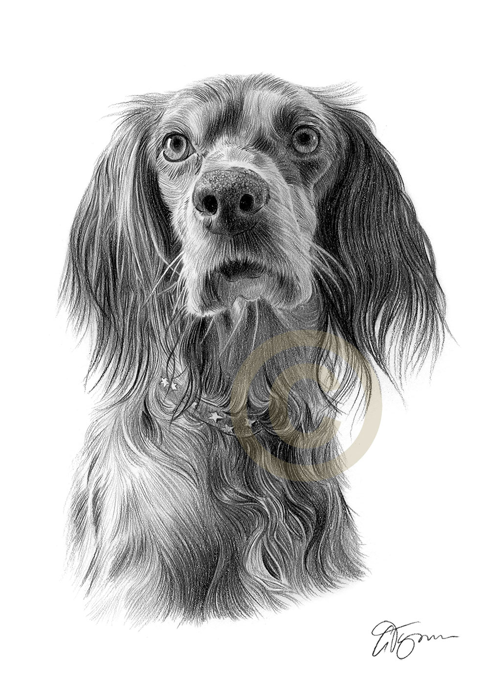 Pencil drawing commission of a dog called Cookie by artist Gary Tymon