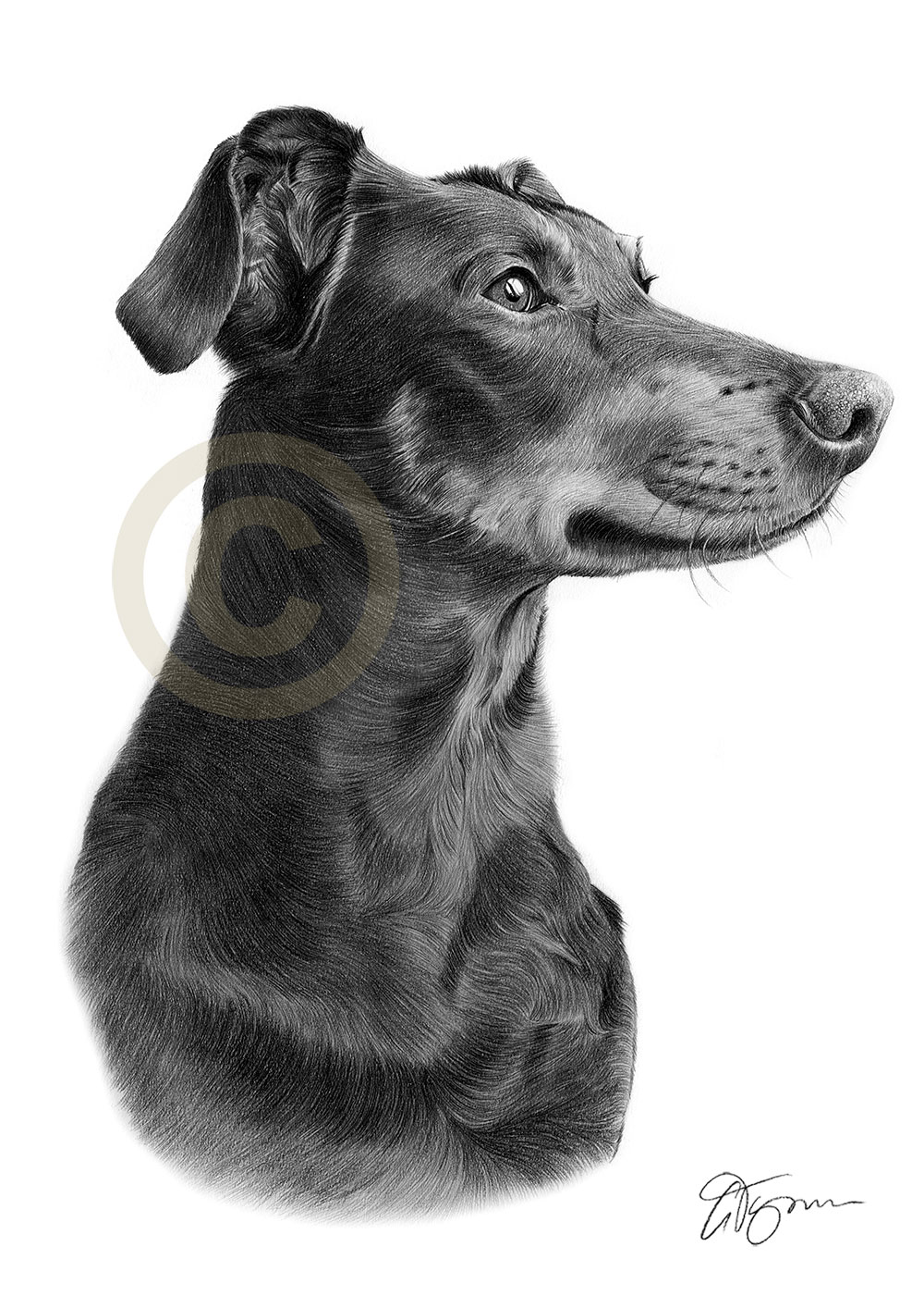 Pet portrait commission of a doberman pinscher by artist Gary Tymon