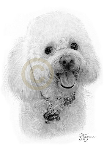Pencil drawing commission of a dog called Fiona