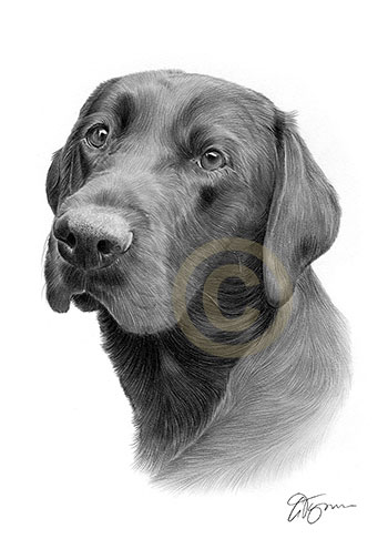 Pencil drawing commission of a retriever called Harley