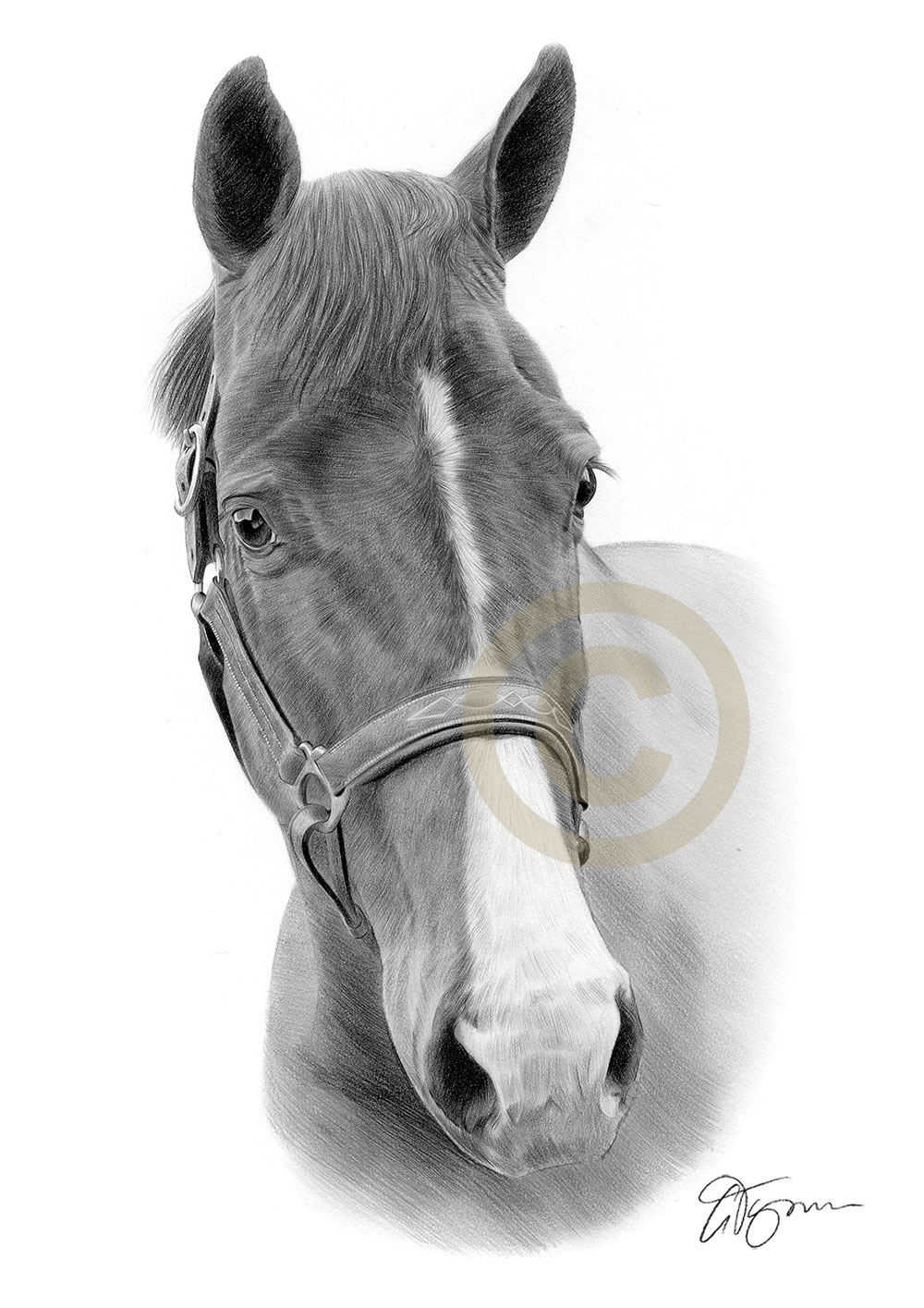 Pencil drawing commission of a horse by artist Gary Tymon