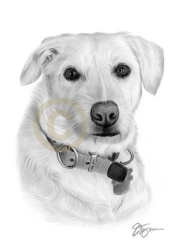 Pet portrait of a labrador called Nala