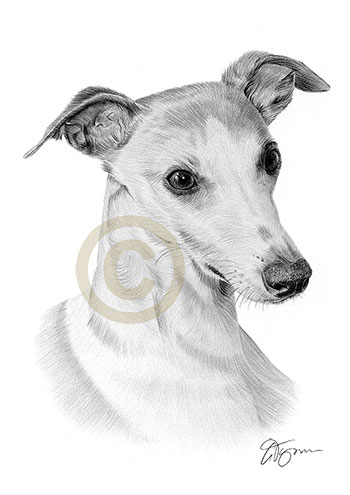 Pencil portrait of a whippet called Misty
