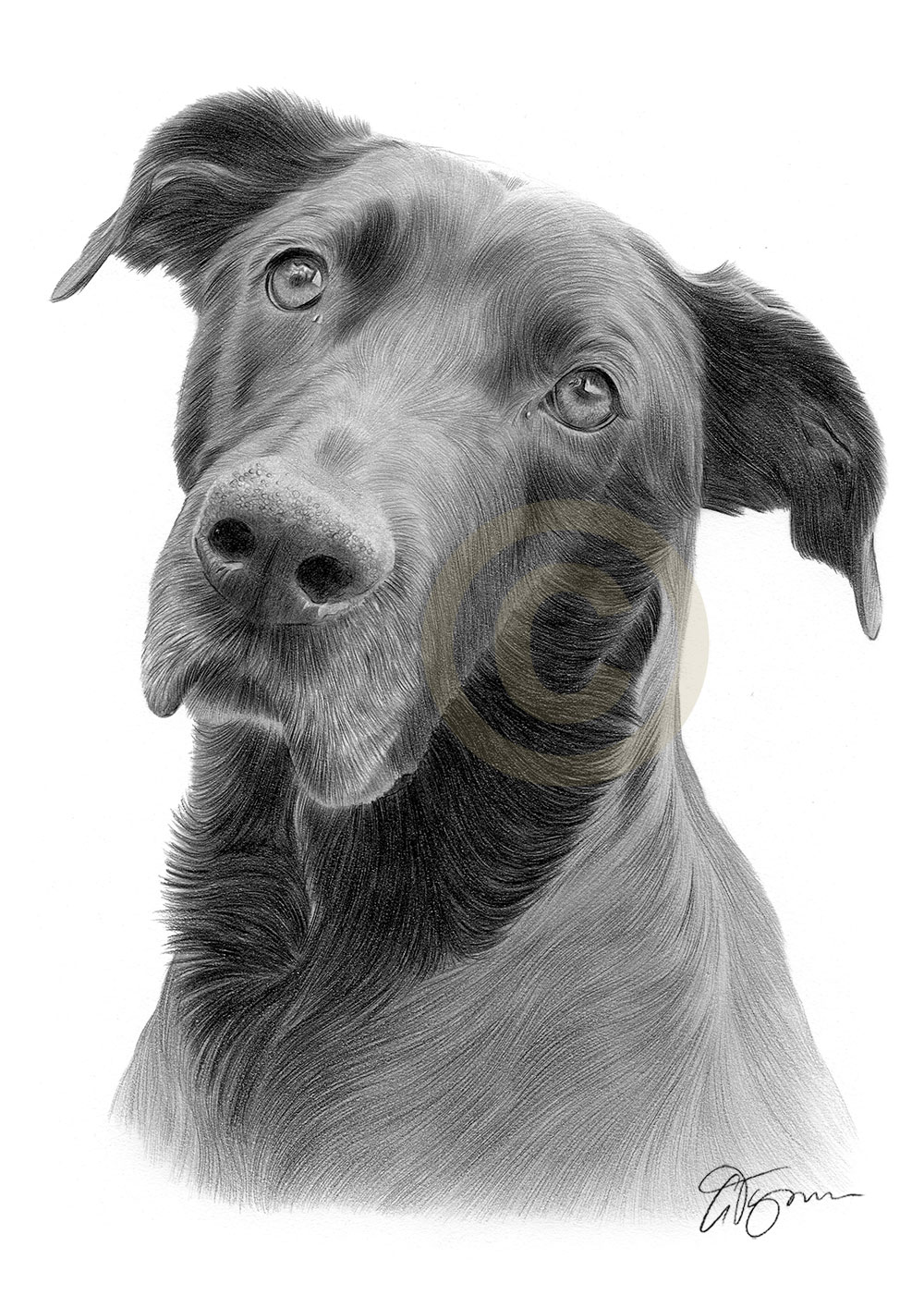 Pencil drawing commission of a rescue dog called Raikan by artist Gary Tymon