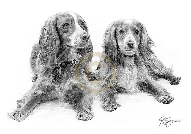 Pencil artwork drawing of two spaniels