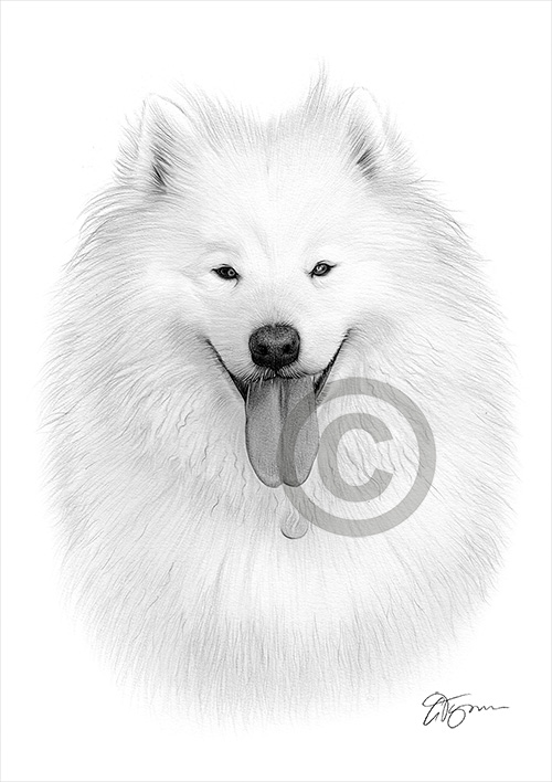Pencil artwork drawing of a white dog