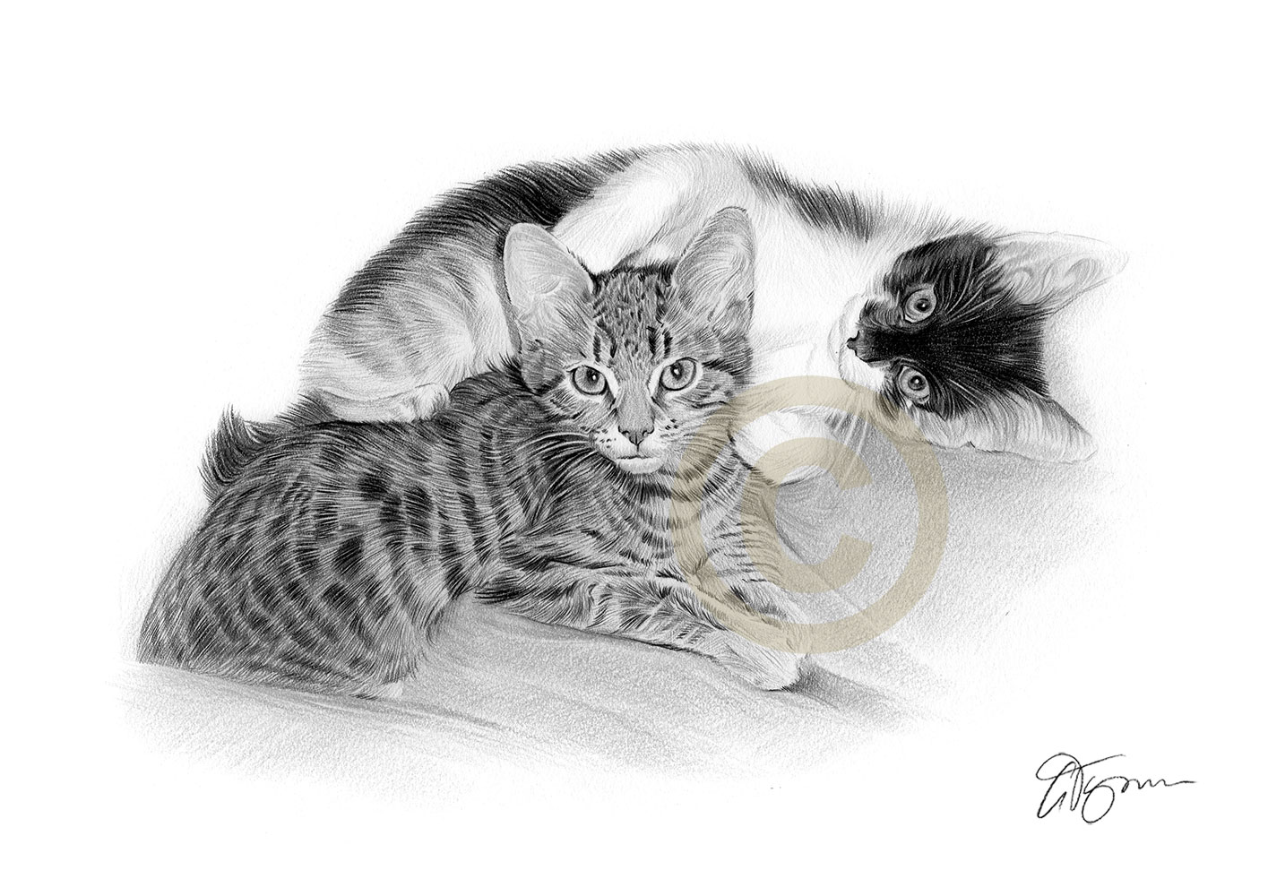 Pet portrait commission of two young cats by artist Gary Tymon