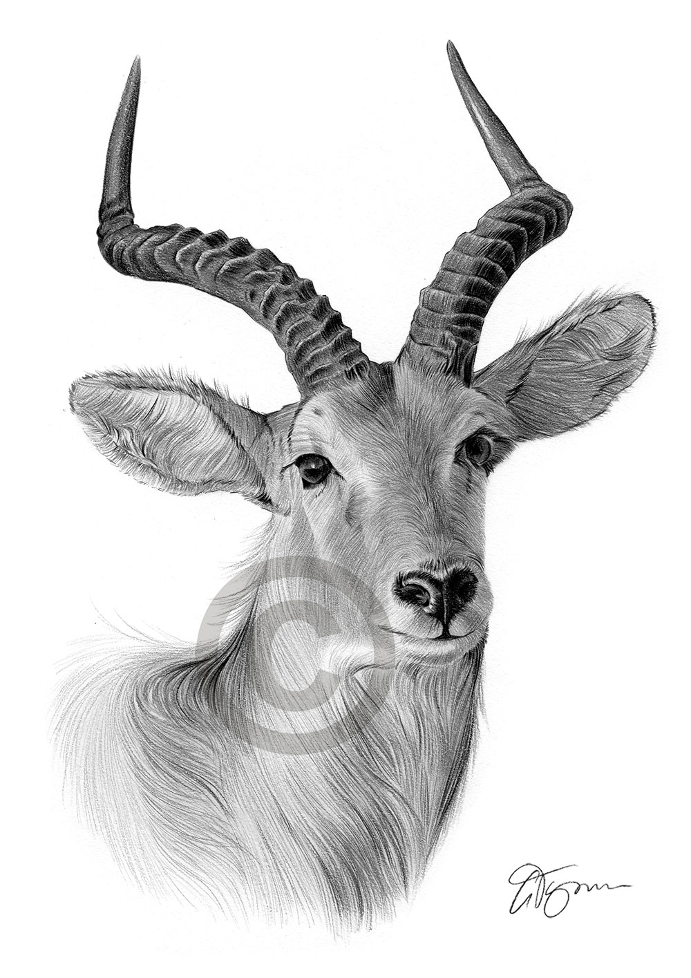 Pencil drawing of an antelope by artist Gary Tymon