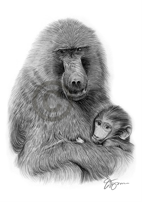 Pencil drawing of a baboon