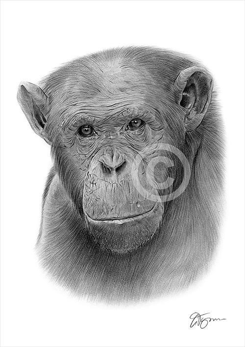 Pencil drawing of an adult chimpanzee