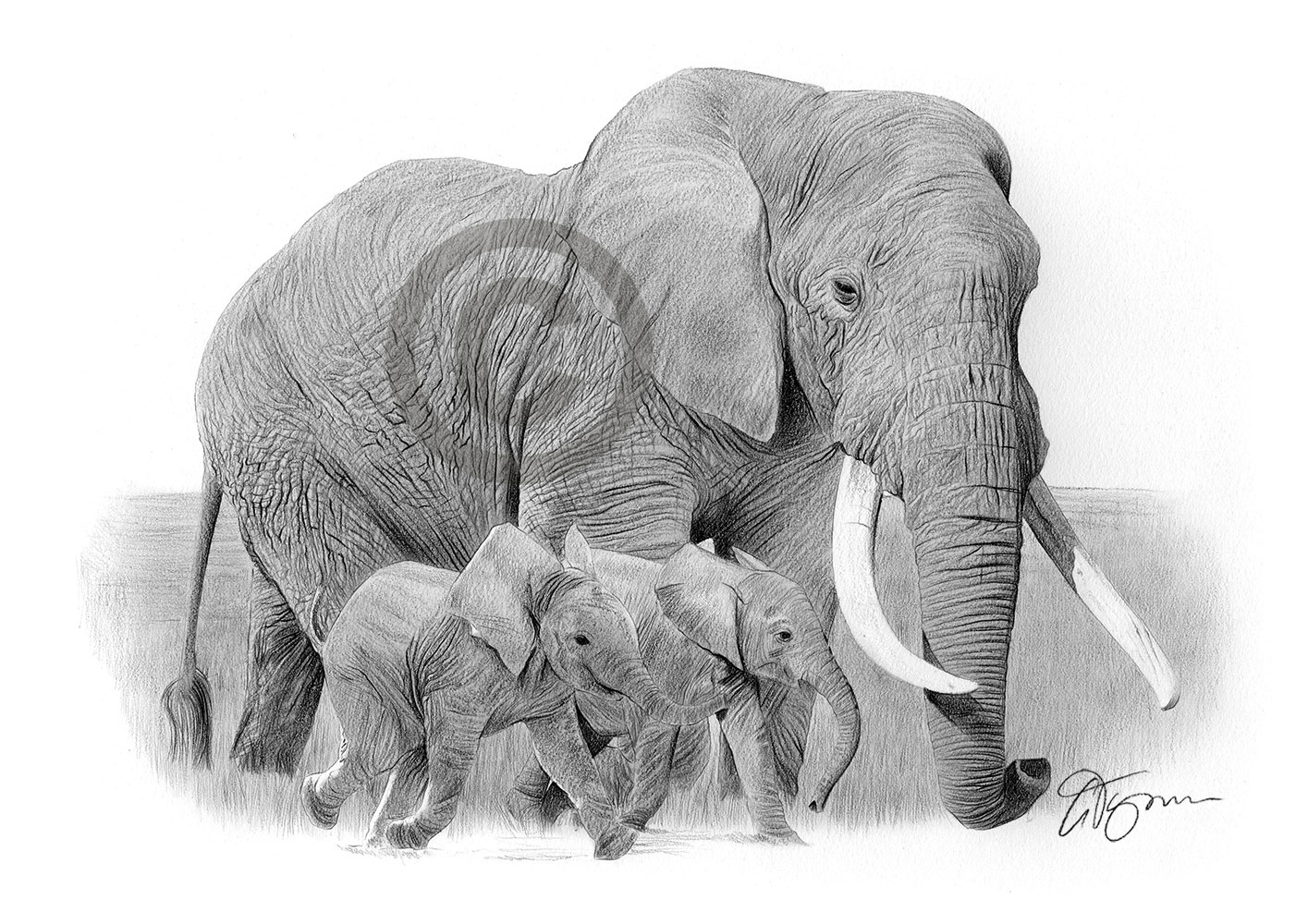 Pencil drawing of an elephant and babies by artist Gary Tymon