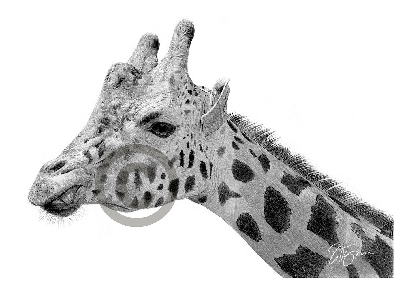 Pencil drawing of a giraffe in landscape by artist Gary Tymon