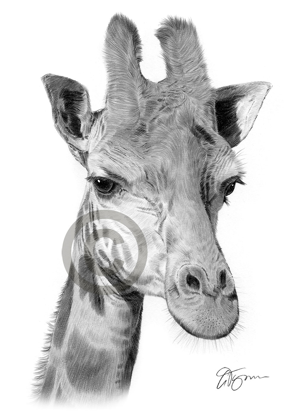 Pencil drawing of an African giraffe by artist Gary Tymon