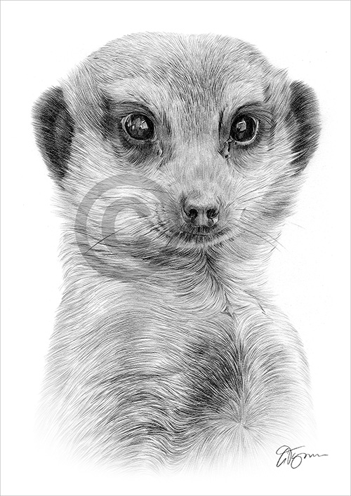 Pencil drawing of an African meerkat