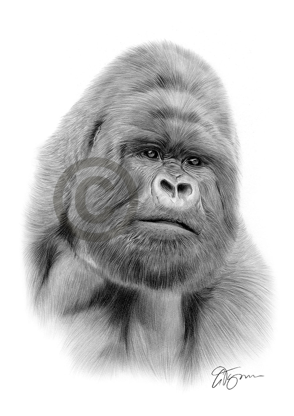 Pencil drawing of a silverback gorilla by UK artist Gary Tymon