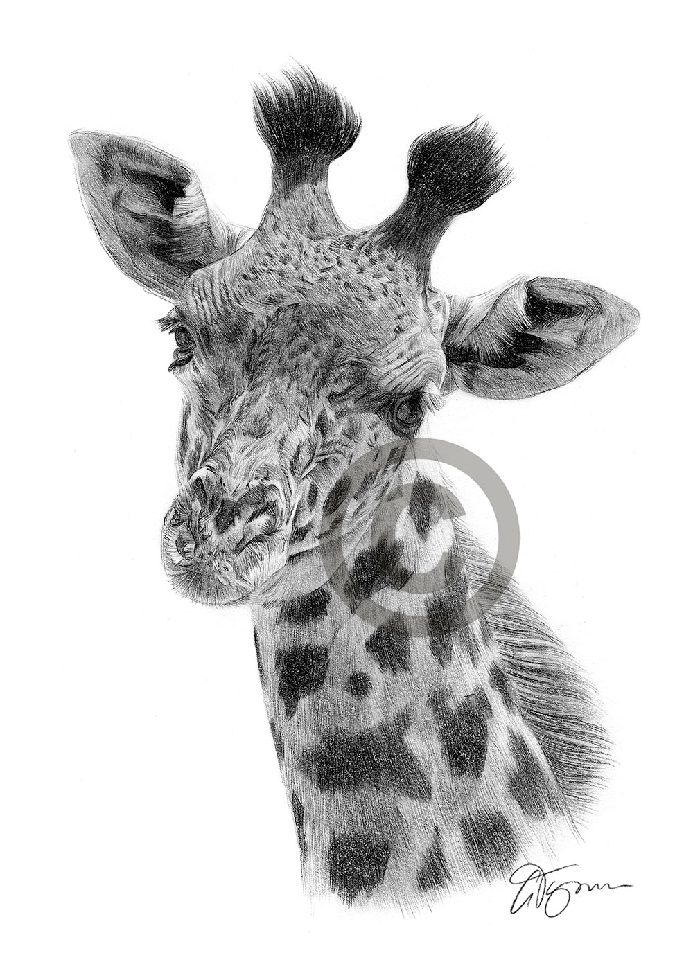 Pencil drawing of a giraffe by UK artist Gary Tymon
