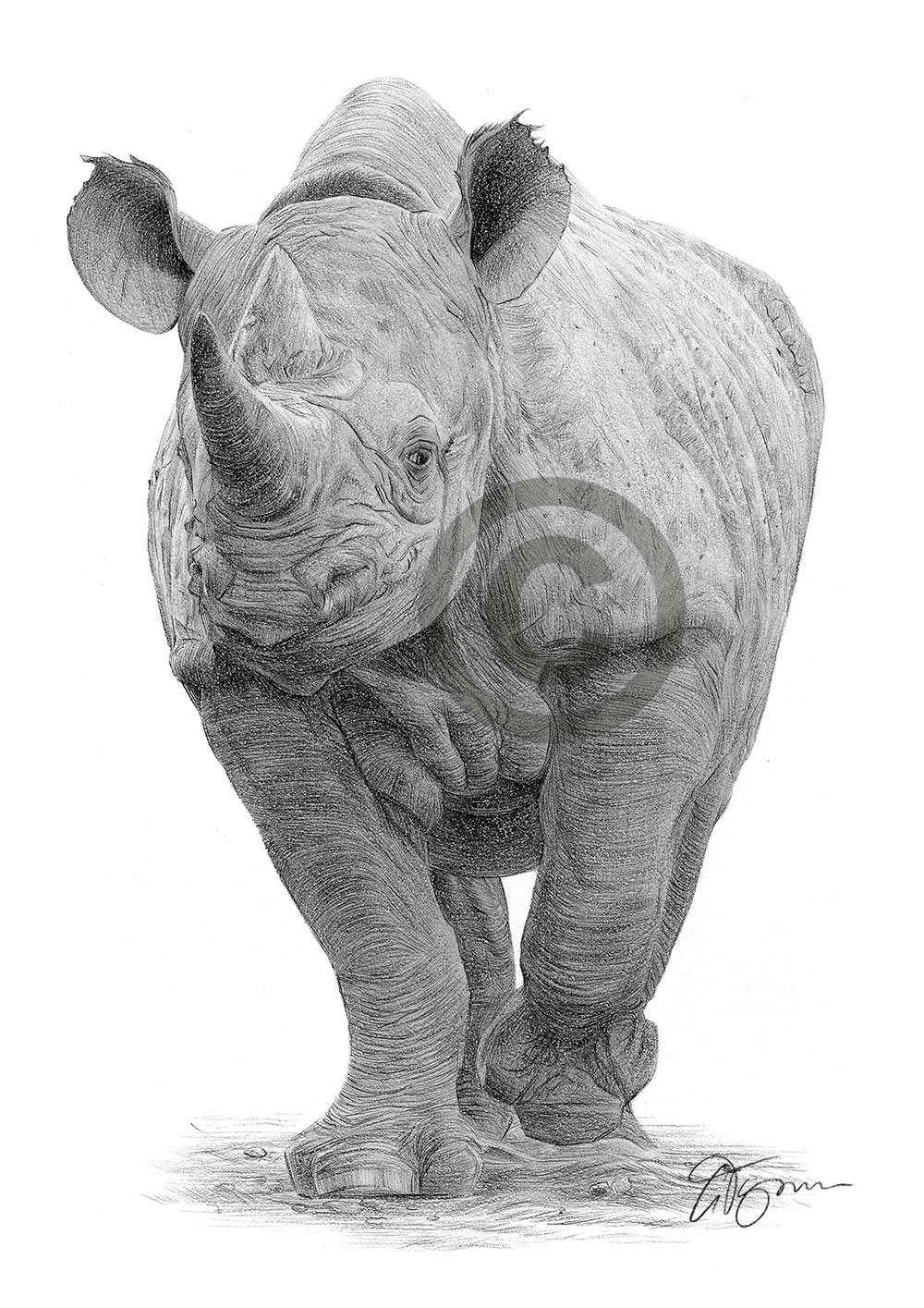 Pencil drawing of a rhino by artist Gary Tymon