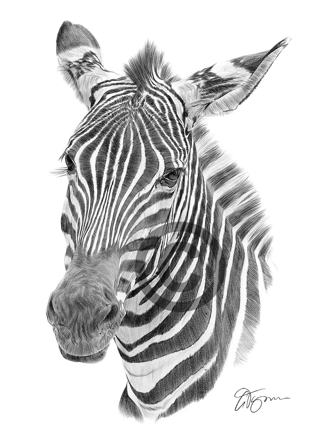Pencil drawing of a zebra by artist Gary Tymon