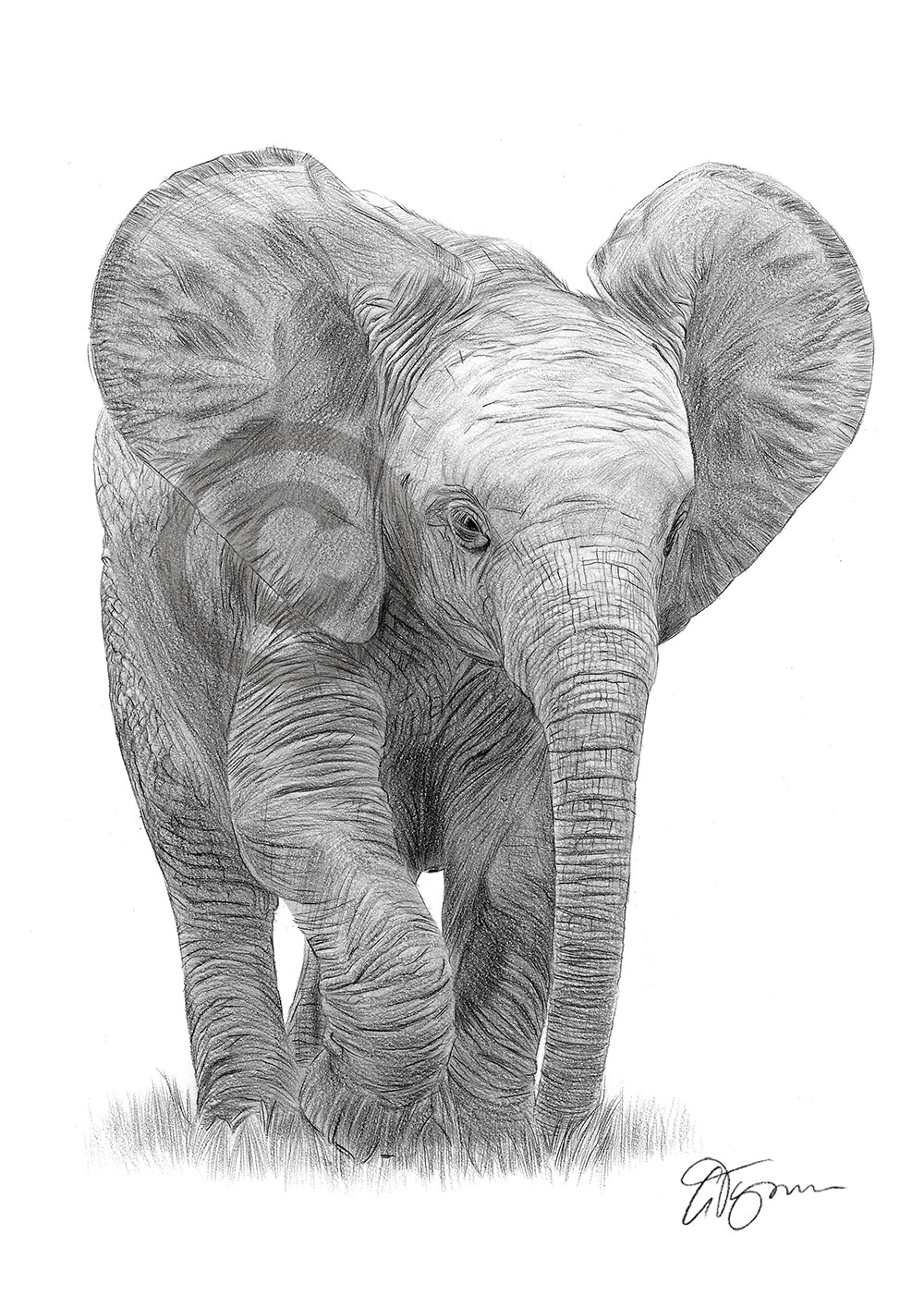 Pencil drawing of a baby elephant by artist Gary Tymon