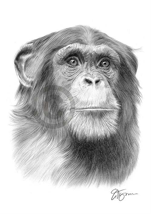 Pencil drawing of a chimpanzee