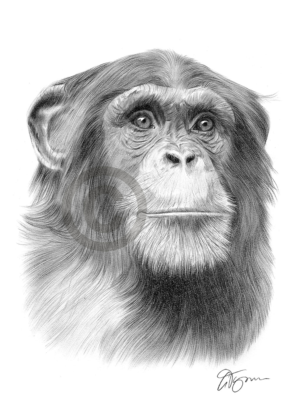 Pencil drawing of a chimpanzee by artist Gary Tymon