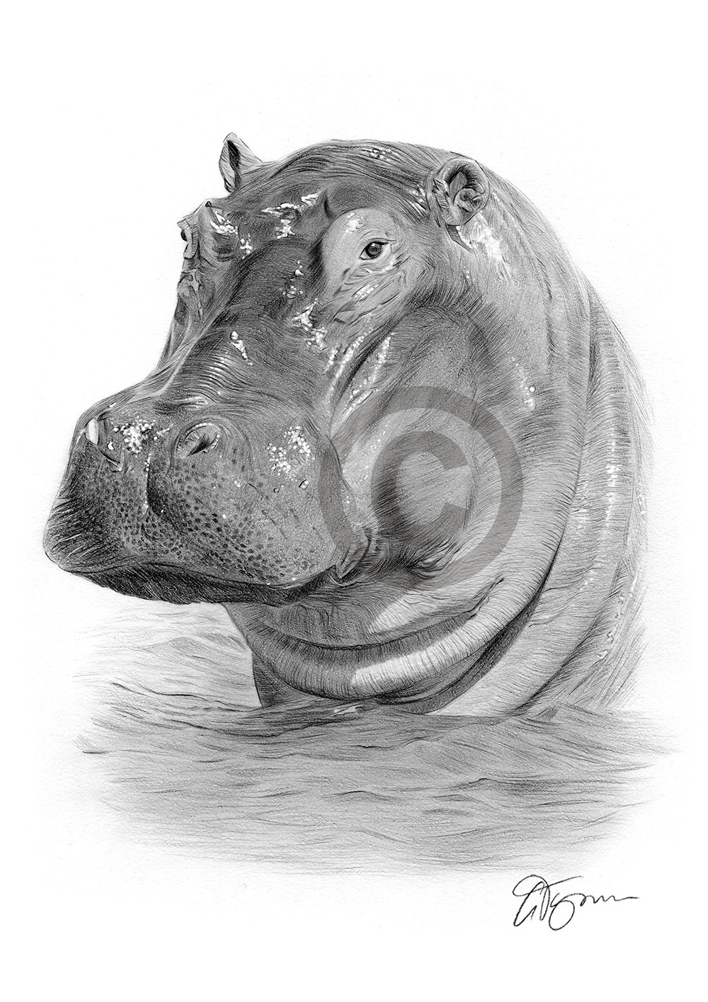 Pencil drawing of a hippo by UK artist Gary Tymon