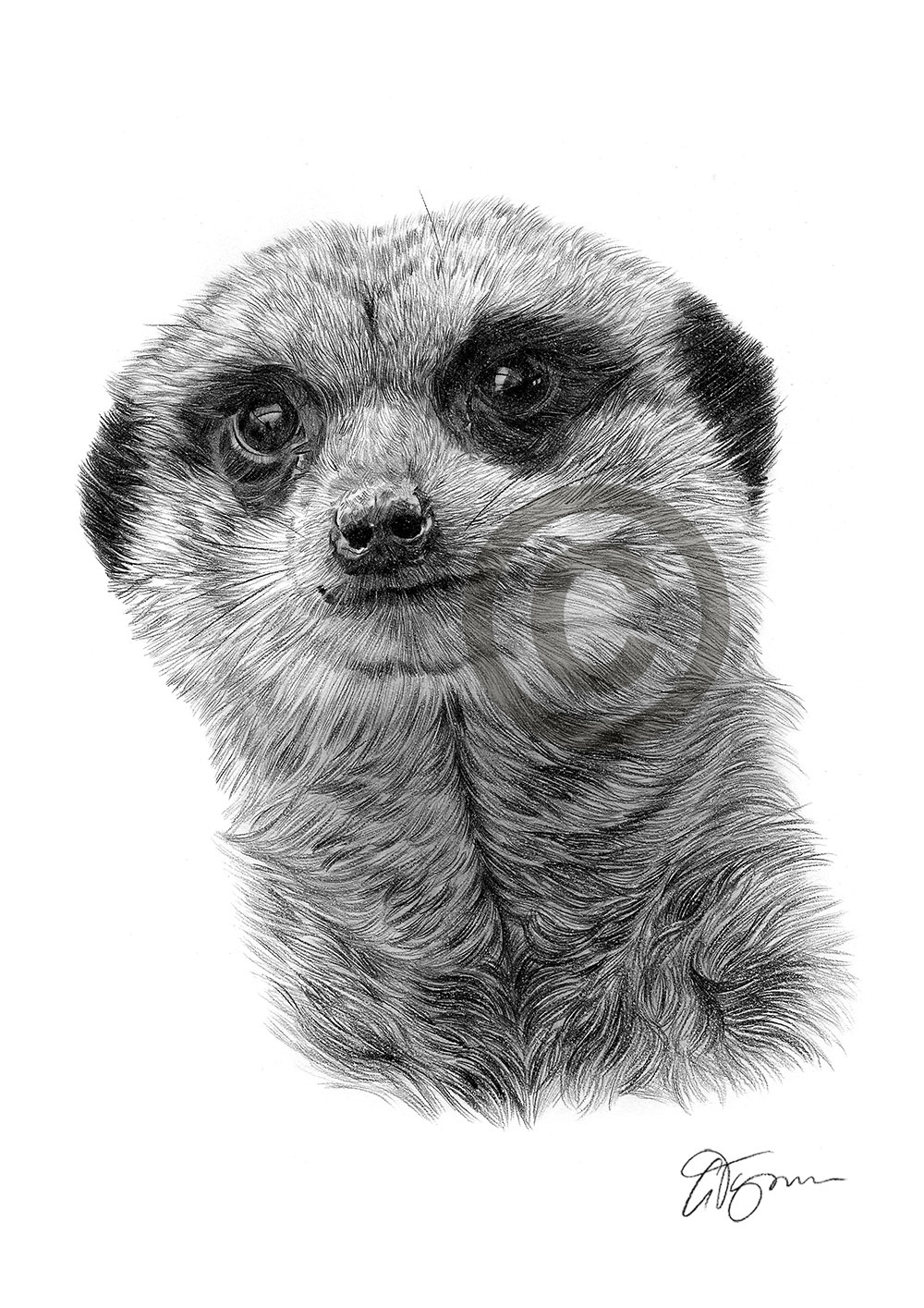 Pencil drawing of a meerkat by artist Gary Tymon