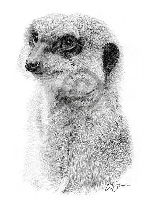Pencil drawing of an adult meerkat