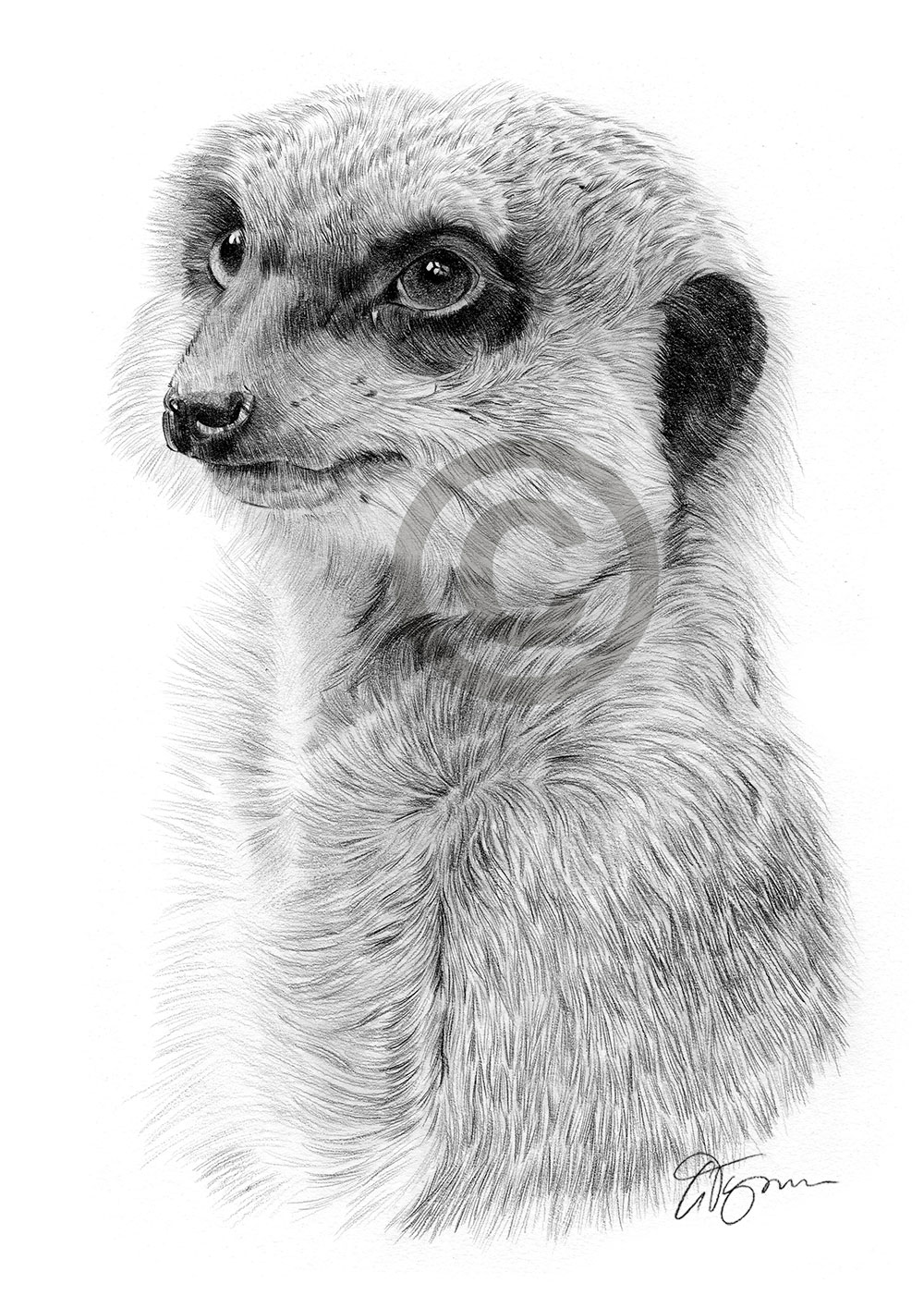 Pencil drawing of an adult meerkat by artist Gary Tymon