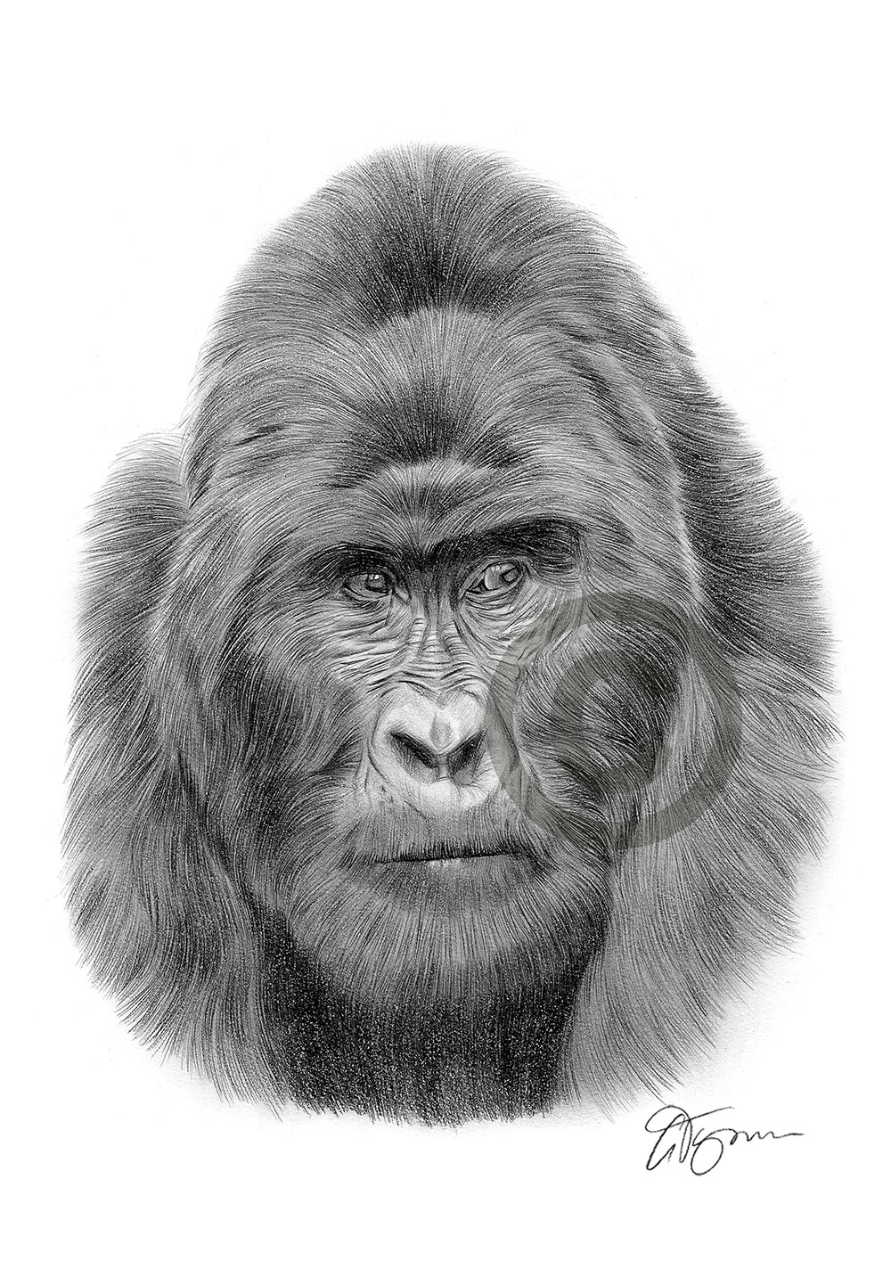 Pencil drawing of a mountain gorilla by artist Gary Tymon