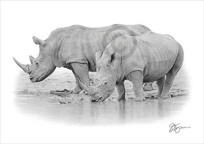 Black and white pencil drawing of two Rhinos near a river