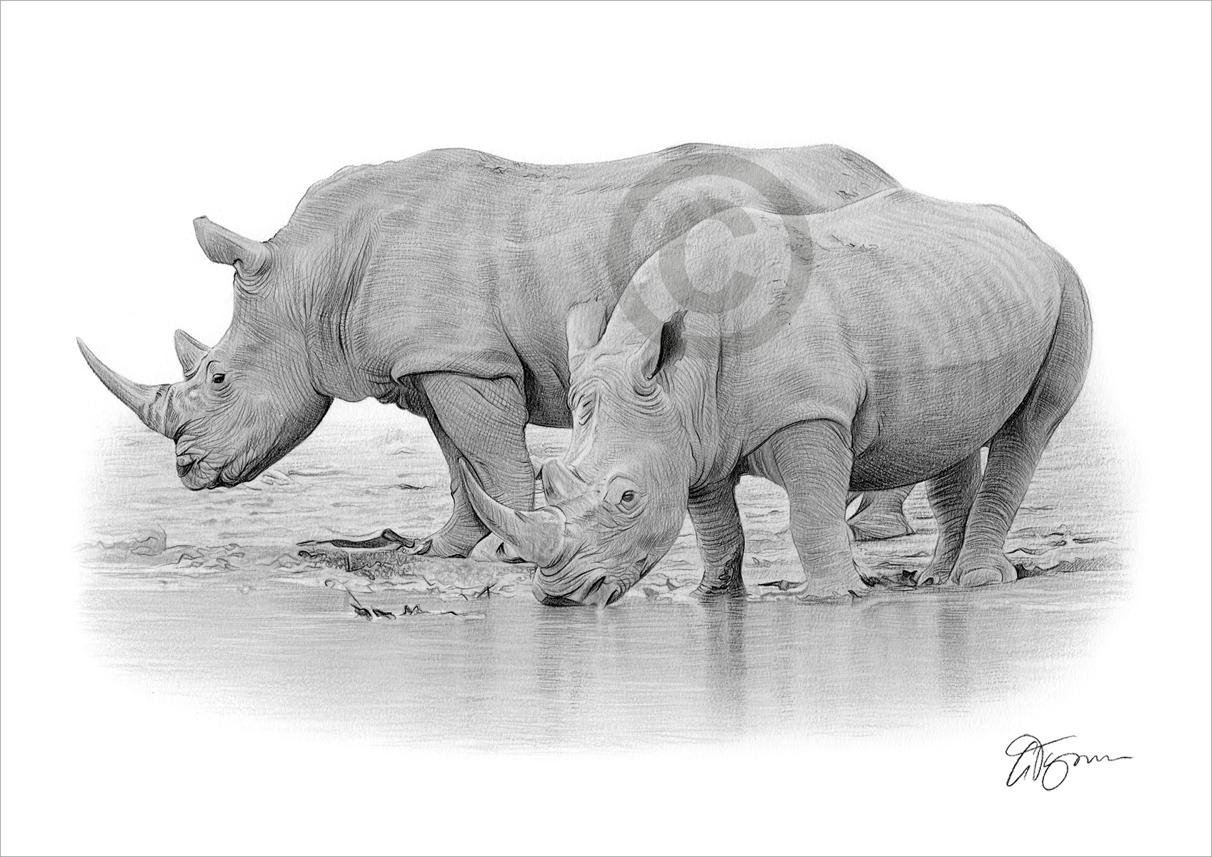 Pencil drawing of two rhinos by the river by artist Gary Tymon