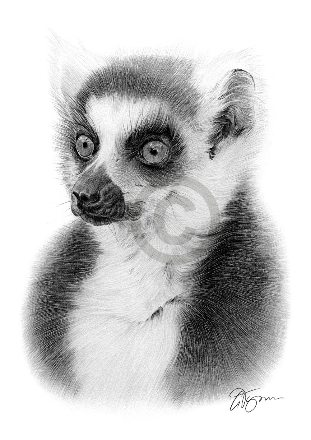 Pencil drawing of a ring-tailed lemur by artist Gary Tymon