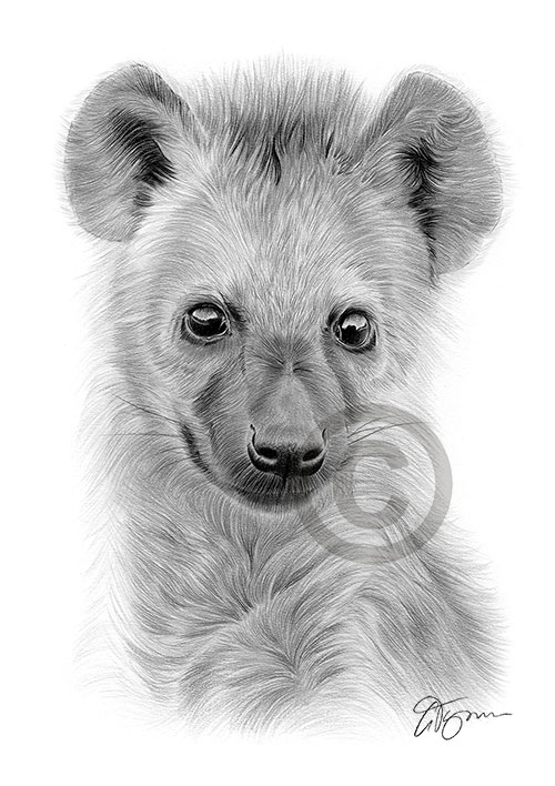 Pencil drawing of a spotted hyena cub