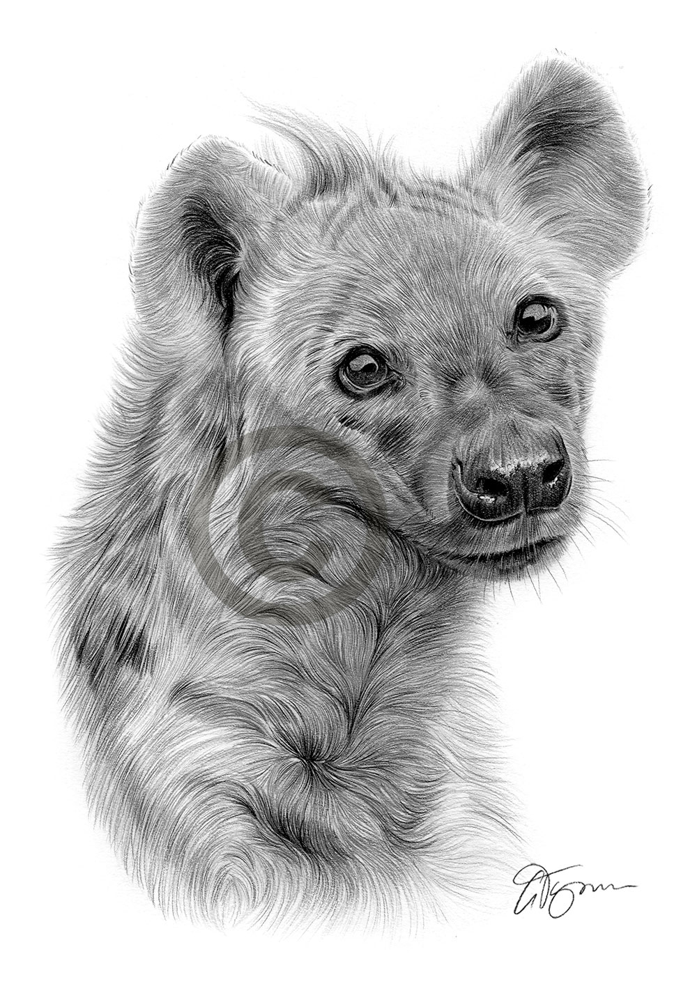 Pencil drawing of a spotted hyena by artist Gary Tymon