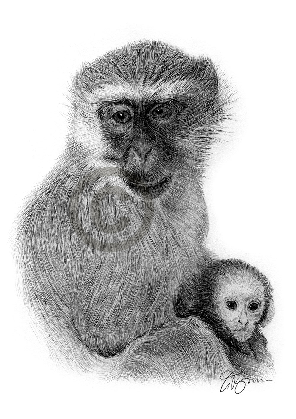 Pencil drawing of a vervet monkey by artist Gary Tymon