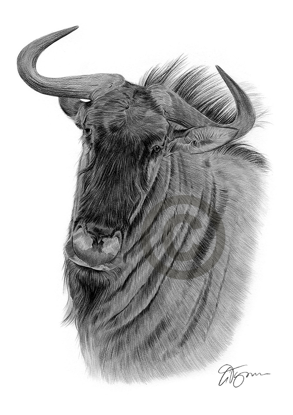 Pencil drawing of a wilderbeest by artist Gary Tymon