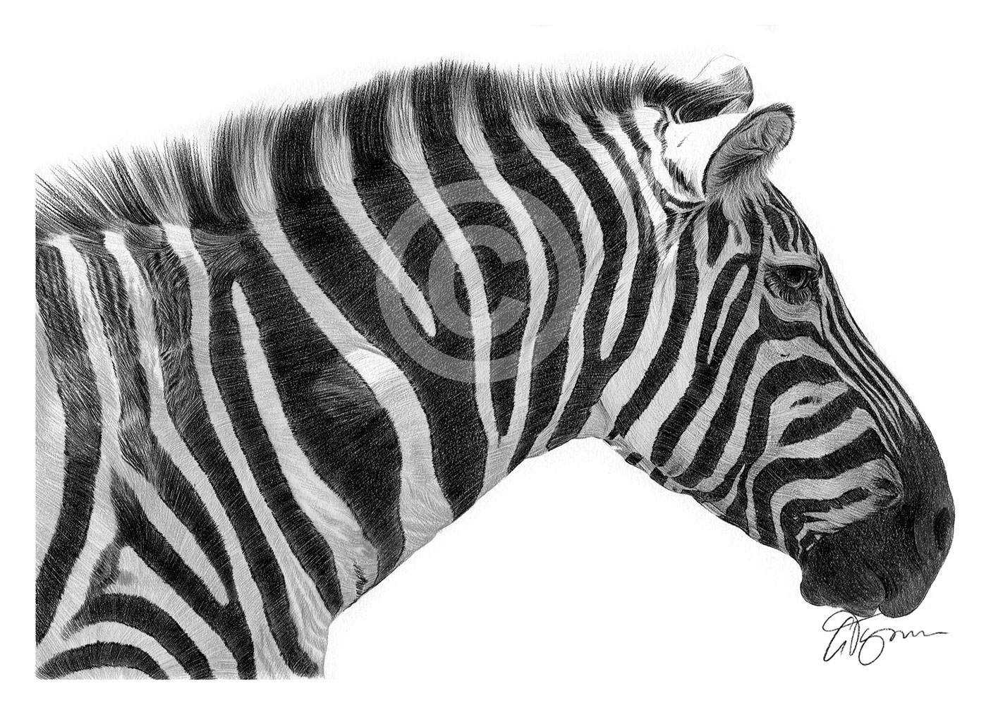 Pencil drawing of an African zebra by artist Gary Tymon