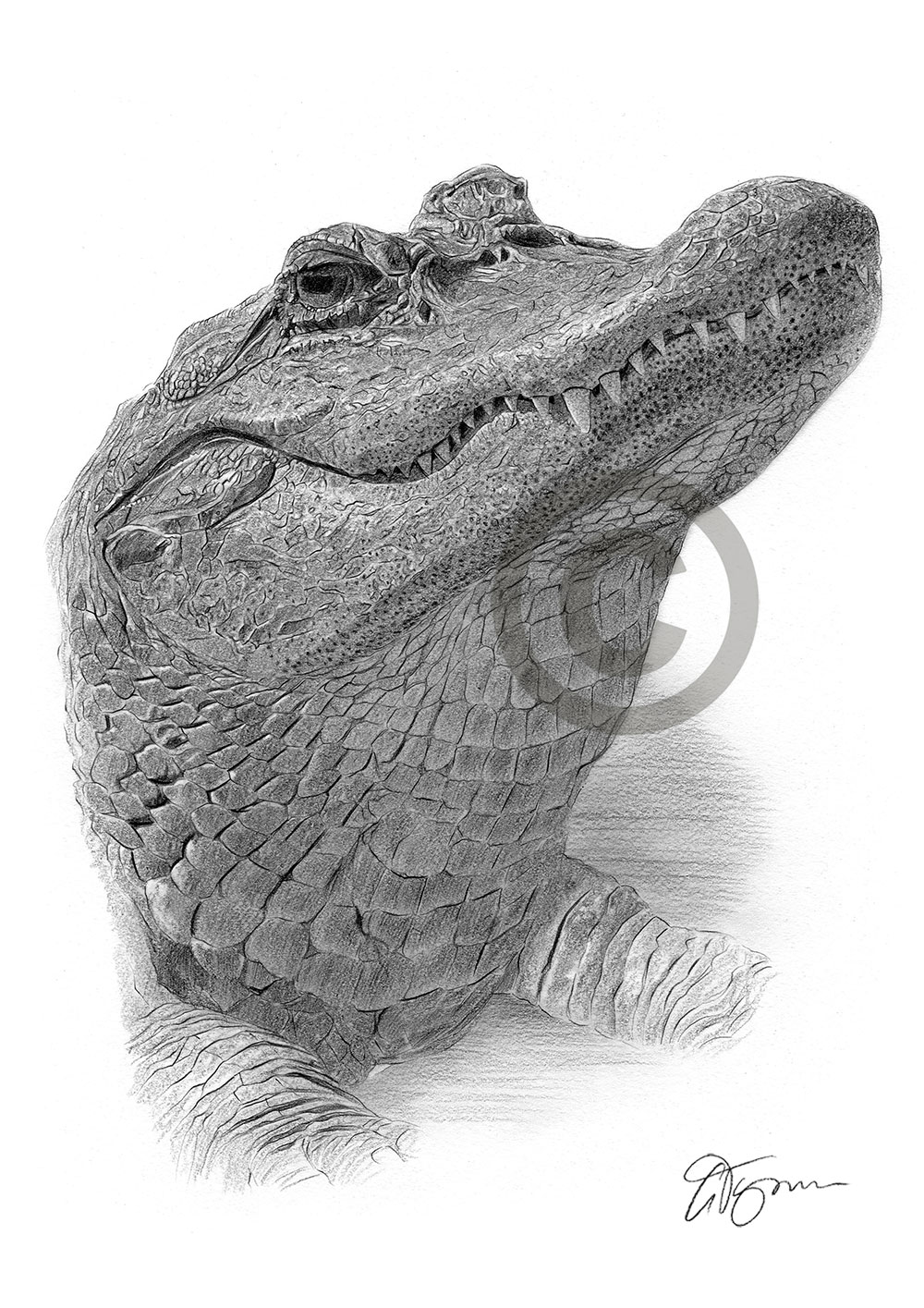 Pencil drawing of an alligator by artist Gary Tymon