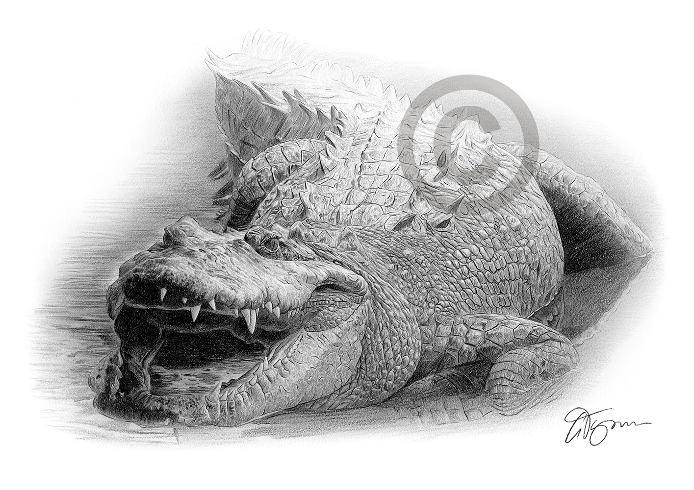 Pencil drawing of a crocodile by artist Gary Tymon