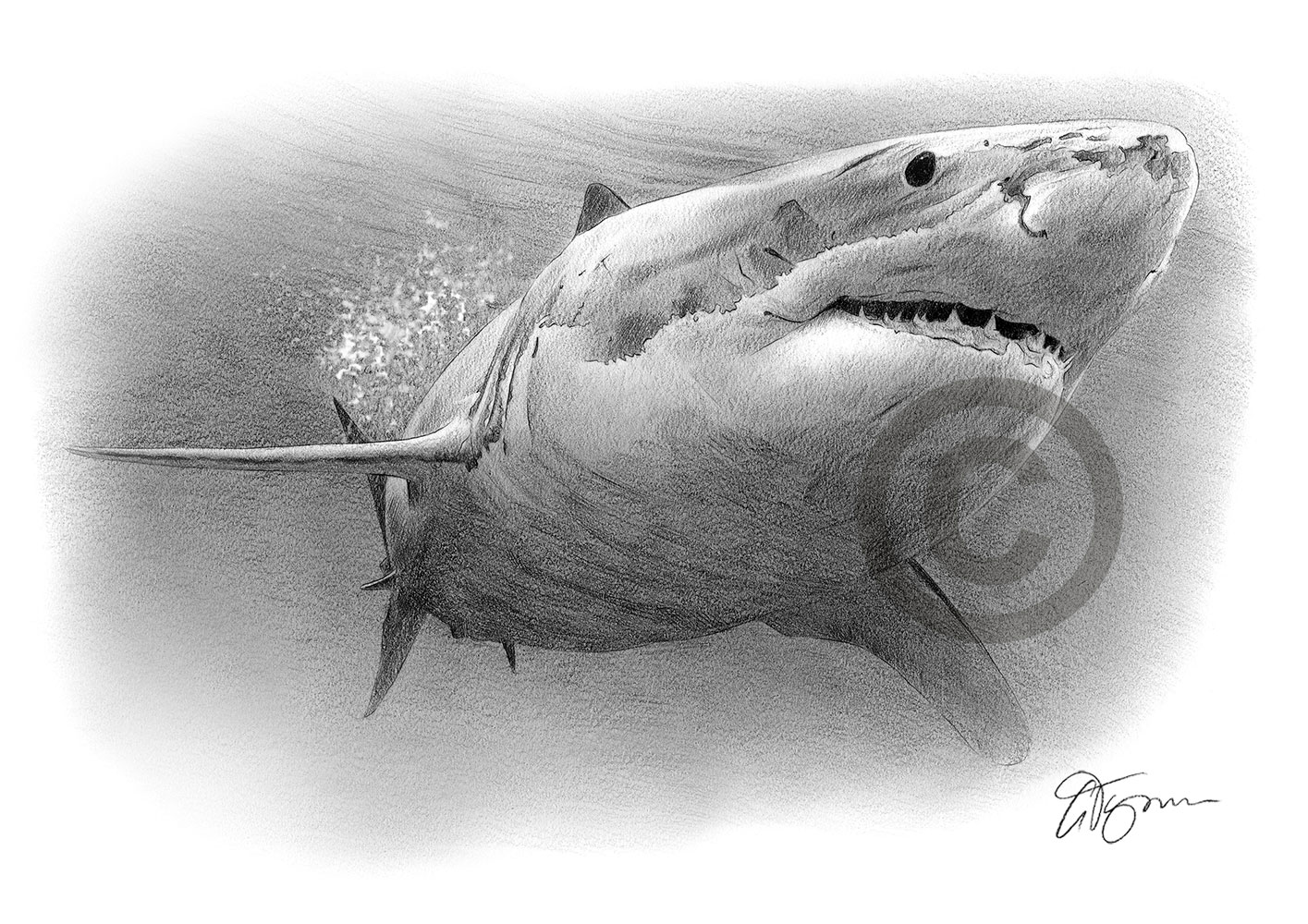 Pencil drawing of a great white shark by artist Gary Tymon