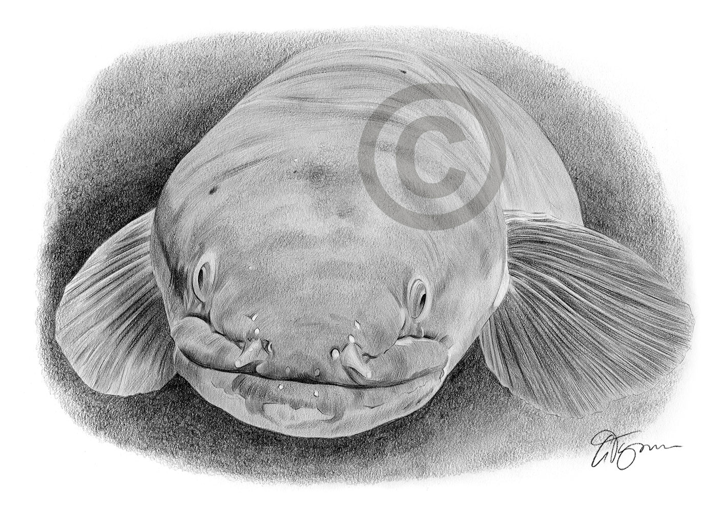 Pencil drawing of a long fin eel by artist Gary Tymon