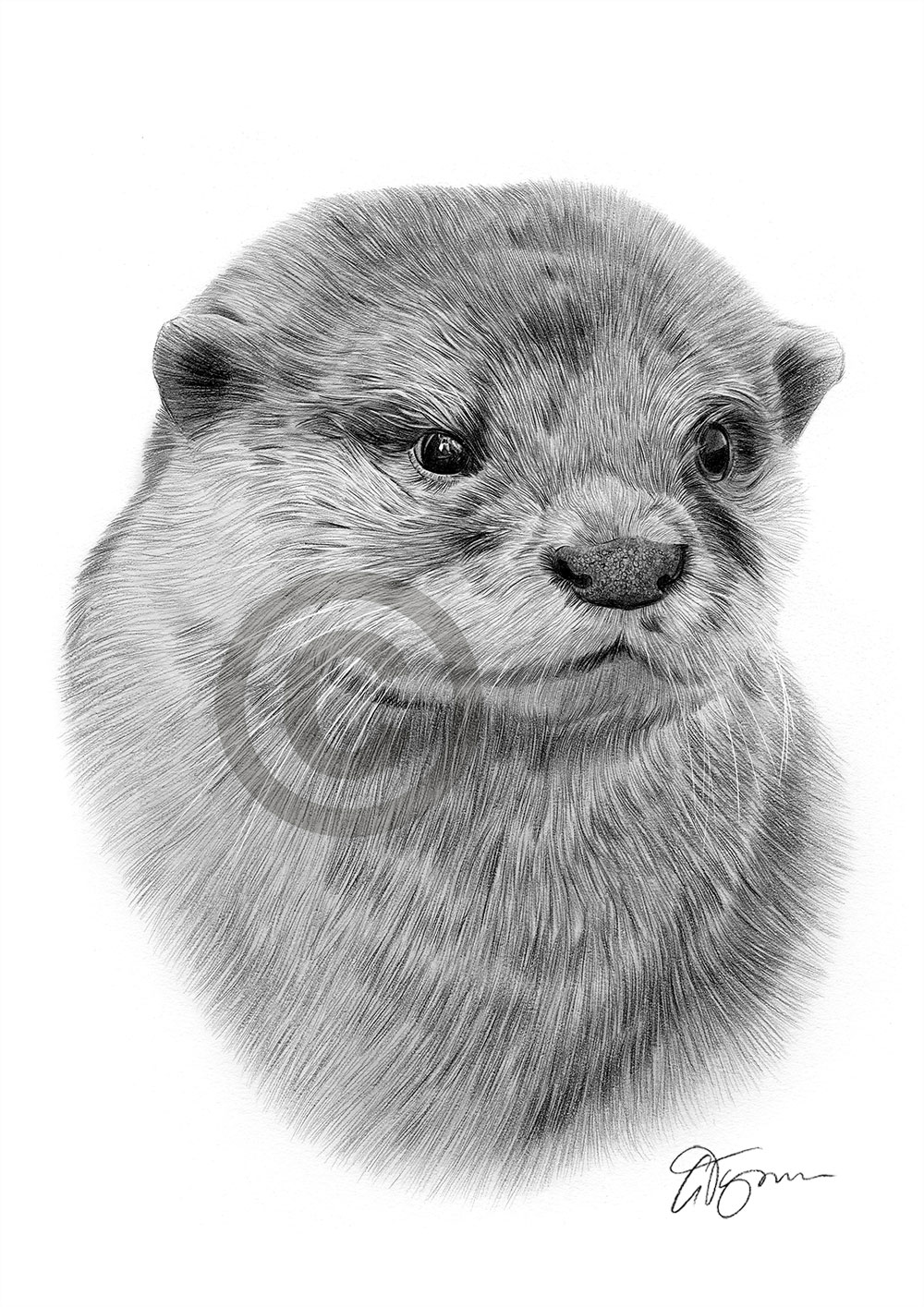Pencil drawing of an otter by artist Gary Tymon