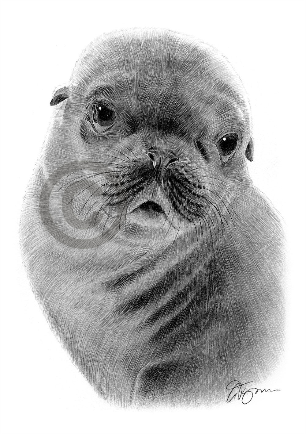 Pencil drawing of a seal by artist Gary Tymon