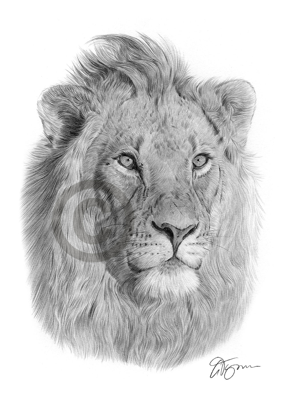 Pencil drawing of an African lion by artist Gary Tymon