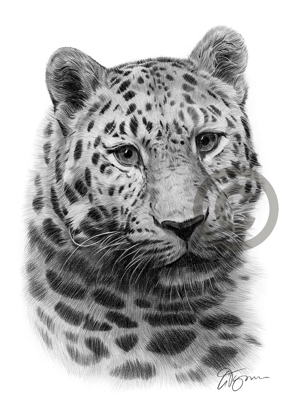 Pencil drawing of an Amur leopard by artist Gary Tymon