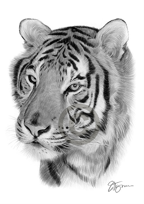 Pencil portrait of a Bengal tiger